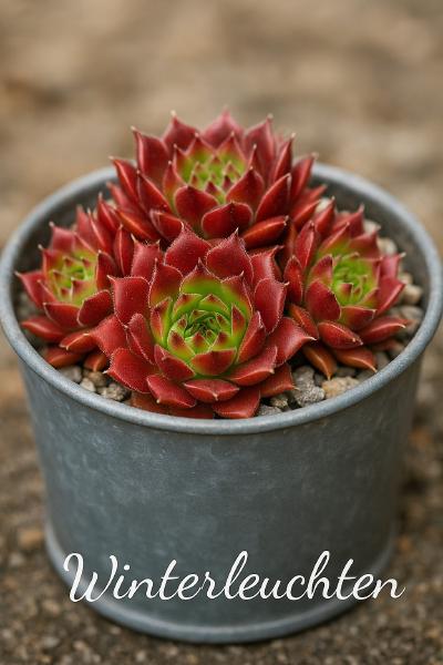 Sempervivum-Sorte Winterleuchten im Pflanztopf
