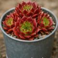 Sempervivum-Sorte Winterleuchten im Pflanztopf