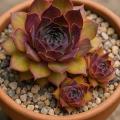 Sempervivum-Sorte Xana im Pflanztopf