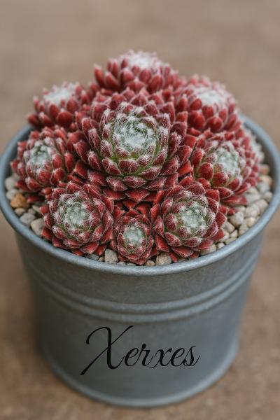 Sempervivum-Sorte Xerxes im Pflanztopf