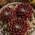Sempervivum-Sorte Ylva im Pflanztopf