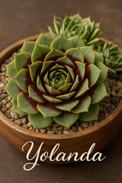 Sempervivum-Sorte Yolanda im Pflanztopf