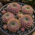 Sempervivum-Sorte Zackenröschen im Pflanztopf