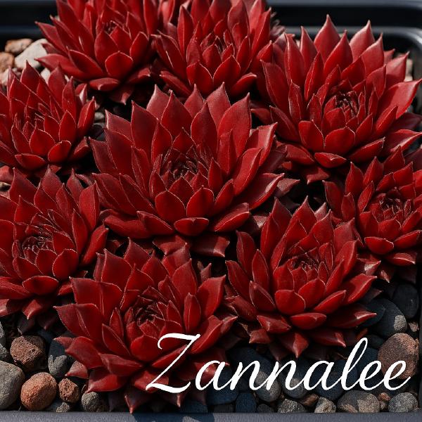 Sempervivum-Sorte Zannalee im Pflanztopf
