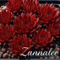 Sempervivum-Sorte Zannalee im Pflanztopf