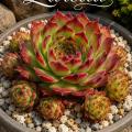Sempervivum-Sorte Zarella im Pflanztopf