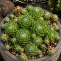 Sempervivum-Sorte Zazette im Pflanztopf