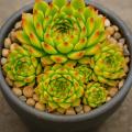 Sempervivum-Sorte Zeeuwse Winner im Pflanztopf