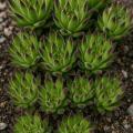 Sempervivum-Sorte Zeitsprung im Pflanztopf