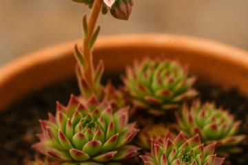 Sempervivum-Samen in Schale ausgesät