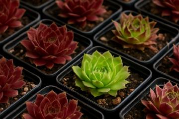 Sammlung verschiedenfarbiger Semperviven in kleinen Vierkanttöpfen