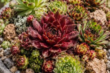 Rot gefärbte Semperviven in einer flachen Pflanzschale