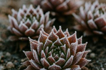 Sempervivum-Rosetten im Winter mit leichtem Frost und natürlicher Färbung